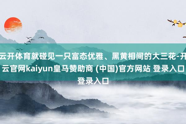 云开体育就碰见一只富态优雅、黑黄相间的大三花-开云官网kaiyun皇马赞助商 (中国)官方网站 登录入口